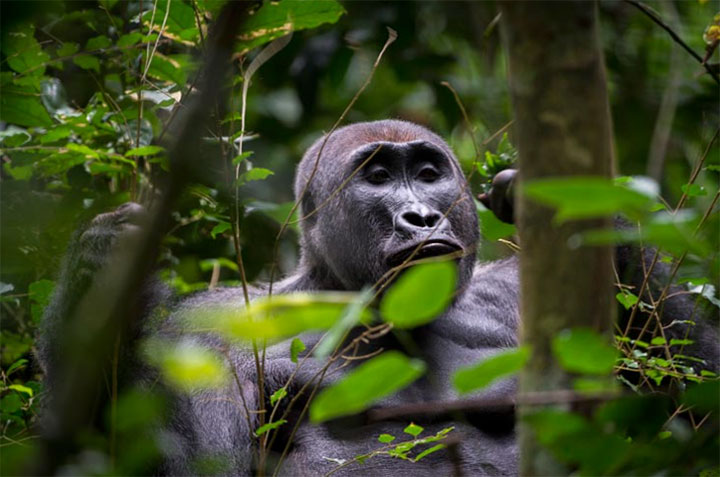 Gorilla Tracking at Odazala