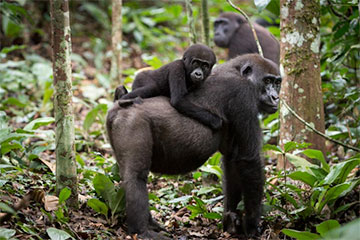 Gorilla Tracking at Odazala