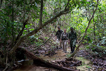 Gorilla Tracking at Odazala