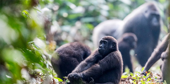 Lowland gorillas in Odzala National Park - Republic of the Congo (Brazzaville)
