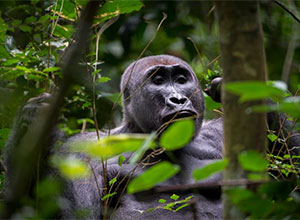 Gorilla trekking - Odzala 8 Day Itinerary