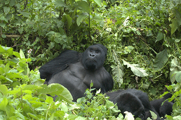 Mountain gorilla trek in DRC