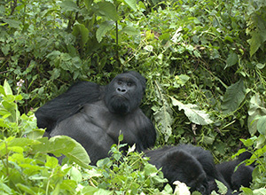 Mountain Gorilla in Virunga National Park