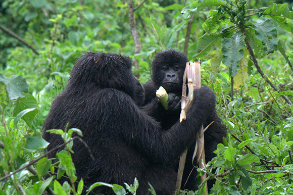 Mountain Gorillas