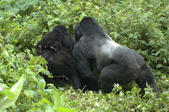 Mountain Gorillas