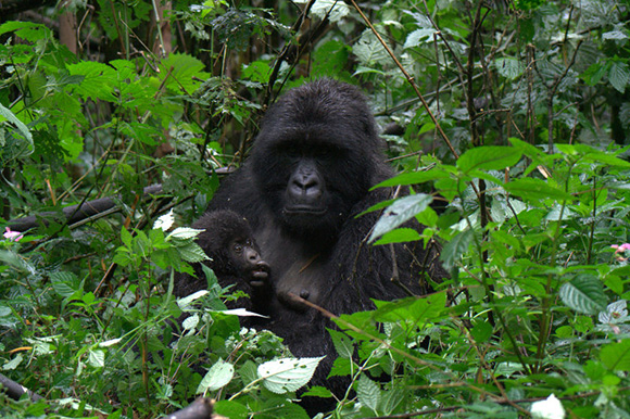 Mountain gorilla trek in DRC