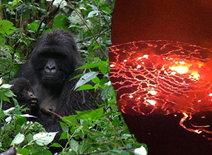 Mountain Gorillas and Nyiragongo Volcano Climbing in DRC