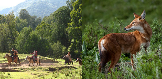 Bale Mountains National Park