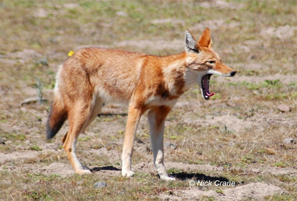 Bale Mountain Ethiopian Wolf