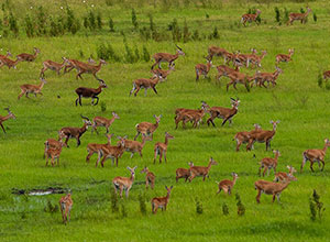 Gambella - Sudd Migration, Ethiopia tour