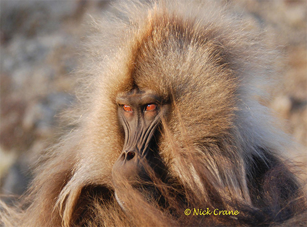 Gelada Baboon