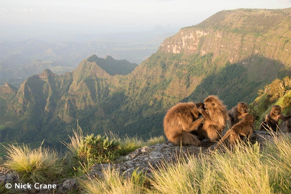 Social grooming of Gelada monkeys Edge of the cliff before sunset