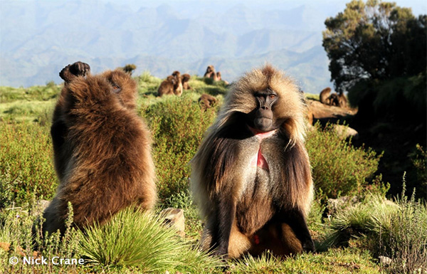 Male Gelada in Simien Mountains