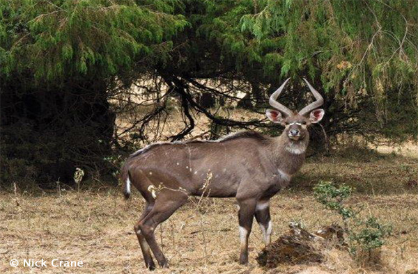 Mountain Nyala inside the park