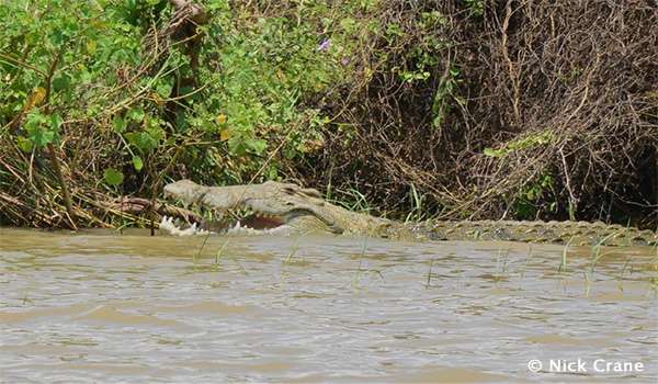 Crocodile at Lake chamo,Arbaminch
