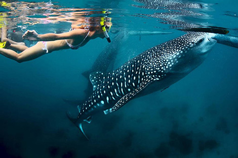 Snorkel with whale shark - Thanda Island - Tanzania