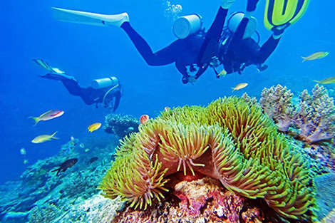 Dive coral reef - Thanda Island - Tanzania