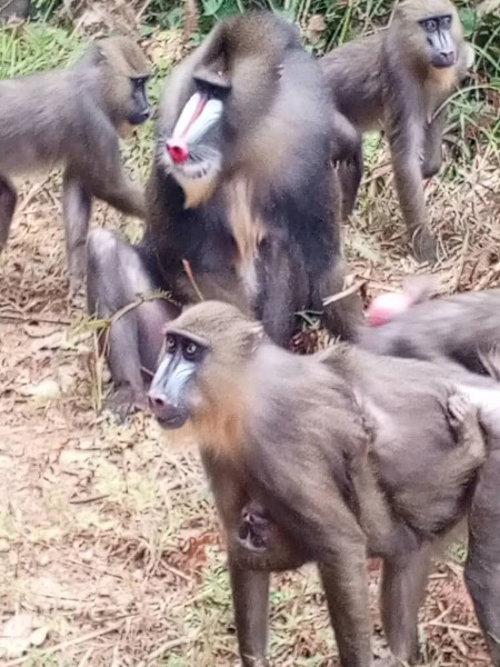 Mandrill in Lekedi Park