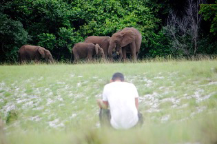 Forest buffalo herd, Loango National Park
