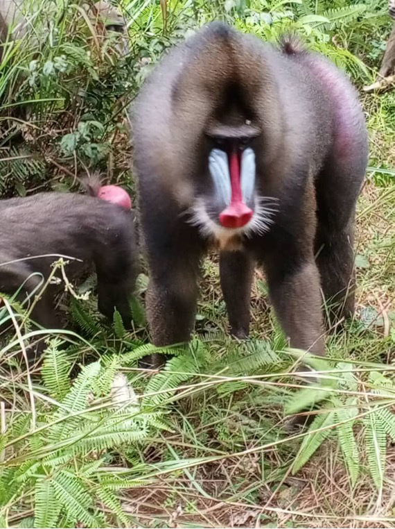 Mandrill trekking in Lekedi National Park