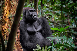 Lowland gorilla in Loango National Park - Gabon Wildlife Safari