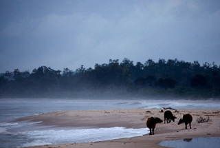 Akaka Camp - Gabon Safari Lodges & Accommodations - Africa Discovery Gabon