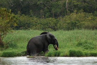 Akaka Camp - Gabon Safari Lodges & Accommodations - Africa Discovery Gabon