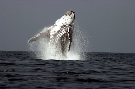 Whale at Iguela, Gabon