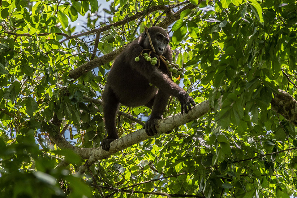 Gorilla in Loango National Park