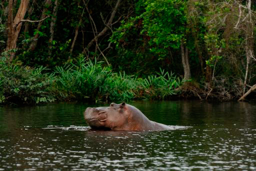 Hippo at Loango National Park