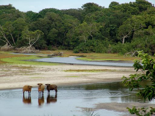 Louri Lagoon