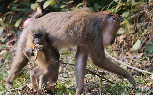 mandrills in Lekedi National Park, Gabon