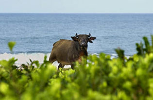 View buffalos on the Beach - Loango National park’s beach
