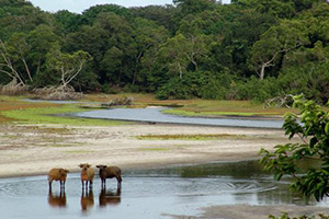 Nature & Wildlife Safari in Loango National Park