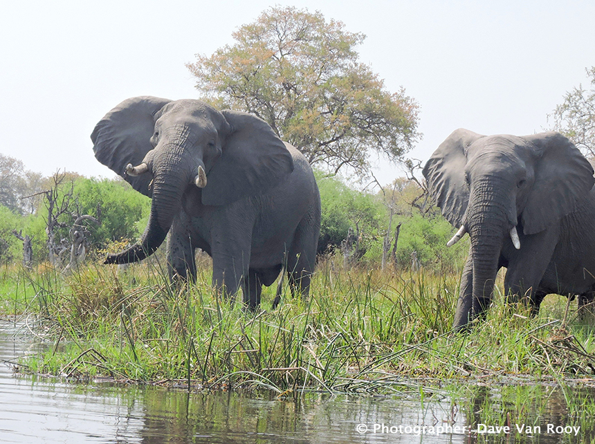 Elephants seen in Okavango Delta