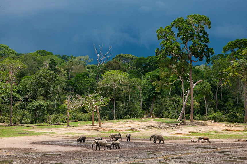 Dzanga Sangha National Park, March 24-31 2017 Group Trip