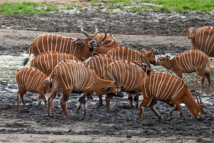 Dzanga Sangha National Park, March 24-31 2017 Group Trip