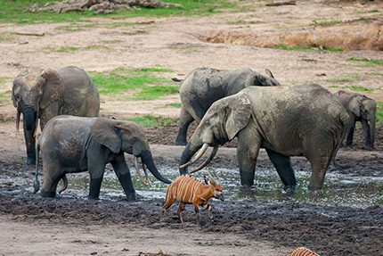 Dzanga Sangha National Park, March 24-31 2017 Group Trip
