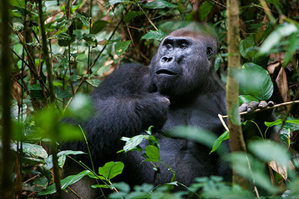 Lowland Gorilla - Dzanga Sangha National Park, March 24-31 2017 Group Trip