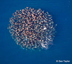 Mobulas and Orcas, Sea of Cortez, Mexico, June 14-21 2025 Group Trip