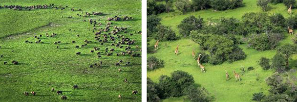 Zakouma National Park, Chad