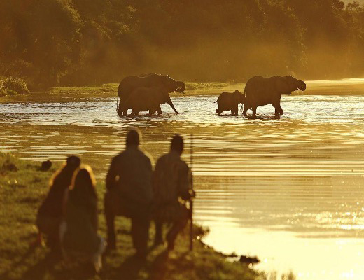 Safari in Lower Zambezi National Park, Zimbabwe