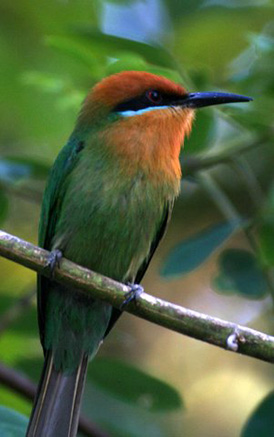 Bird in Tanzania