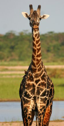 Giraffe in Tanzania