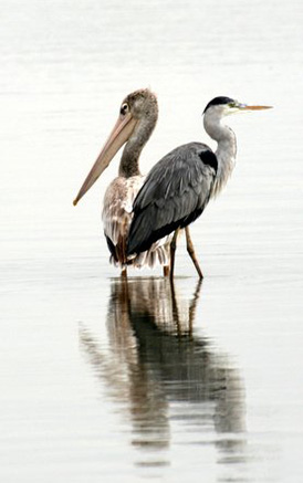 Egret in Tanzania