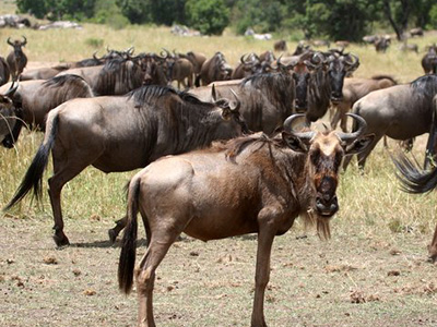 Wildebeests in Serengeti