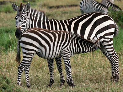zebras in Serengeti