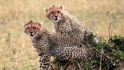 Cheetahs