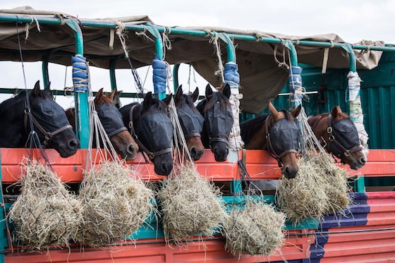 Horse migration from the western Serengeti to the Mara Conservancies.