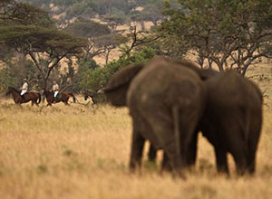 Ride Kenya Mara + Ride Kenya Chyulu Hills, Great Plains Conservation